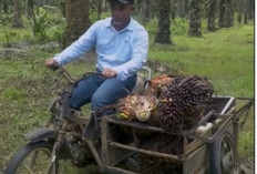 Region Head PTPN IV  Regional 4 Tinjau TBM dan TMTP di Bungo, Tekankan Pentingnya Perawatan Tanaman