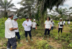Direksi Palmco Pastikan Target Produksi PTPN Regional 4 Tercapai