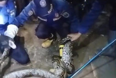 Ular Sanca Empat Meter Gegerkan Warga Mendalo Darat, Damkartan Muaro Jambi Turun Tangan Evakuasi