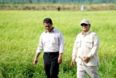 Bank Indonesia: Sektor Pertanian Berperan Jadi Tulang Punggung Ekonomi