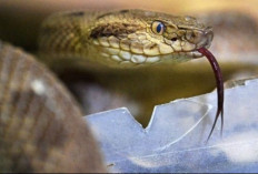 Ular Kobra Menyelinap di Rumah Warga, Damkarmat Muaro Jambi Sigap Evakuasi