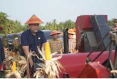 Potensi Panen Capai Rp 1 Milyar, Bupati M. Syukur Yakin Merangin Jadi Lumbung Pangan Jambi