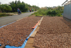 Harga Pinang Kembali Turun, Petani Tanjabtim Tertekan