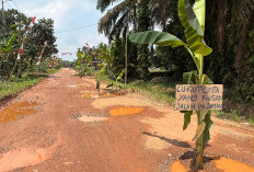 Protes Jalan Rusak, Warga Talang Belido Tanam Pohon Pisang di Badan Jalan
