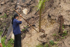 Temukan Sawit di Area Bekas Karhutla, Bupati dan Kapolres Dharmasraya Segel Lokasi