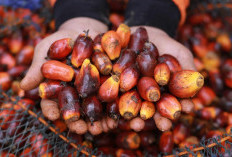 Harga TBS Kelapa Sawit Jambi Turun Tipis Rp5,69 Per Kilogram, Ini Daftar Harga TBS 19-25 Desember 2025