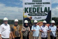 PTPN IV PalmCo Matangkan Pilot Project Kedelai Dukung Percepatan Swasembada Pangan Nasional