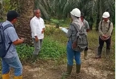 Region Head PTPN IV Regional 4 Tinjau Kebun Bukit Kausar, Tekankan Standar Panen dan Kebersihan Areal