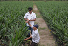 Akselerasi Peremajaan Sawit Rakyat, PTPN IV PalmCo Salurkan 6 Juta Bibit Unggul