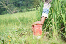 Mudik ke Kampung Halaman? Jaga Batas Tanah sebagai Langkah Awal Cegah Konflik Antartetangga