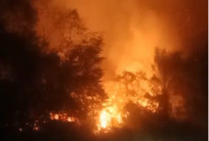 Lahan di Km 29 Bukit Baling Muaro Jambi Terbakar, Damkar Bergerak Cepat