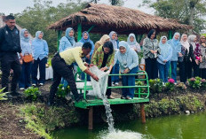 Ketahanan Pangan, IKBI PTPN Sebar Ikan Nila di kolam Stunting 