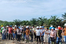 Dukung Ketahanan Pangan, PT Bukit Barisan Indah Prima Tanam Jagung Pakan di Areal Perkebunan