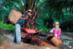PTPN IV PalmCo Dorong Kesejahteraan Petani Kelapa Sawit Lewat Serapan Maksimal dan Kemitraan Berkelanjutan