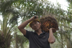 Harga TBS Sawit Berangsur Pulih, Pemerintah Ancam Tindak Tegas Perusahaan yang Mainkan Harga