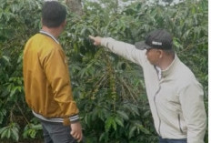 Region Head PTPN IV Regional IV Tinjau Kebun Kayu Aro, Pastikan Kualitas Kopi dan Teh Tetap Terjaga