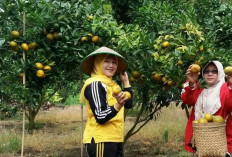 Jeruk Lokal Pulau Tengah Meredup, Pemuda Desak Perlindungan Komoditas Lokal Kerinci