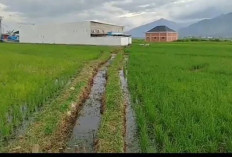 Irigasi Rusak, Petani di Sungai Sungai Penuh Terjebak Banjir dan Kekeringan