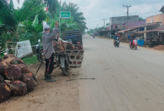SKK Migas-PetroChina Cor Beton Ruas Jalan Simpang 4 Blok D – Mendahara Tanjab Timur Sepanjang 1,96 Km