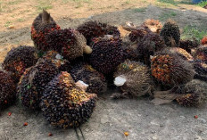 Harga TBS Sawit Jambi Turun, Perkilonya 3.911,53/Kg, Ini Daftar Harga TBS 7-13 Agustus 2026