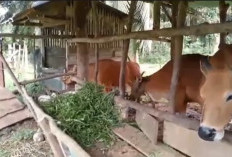 Kerinci Klaim Stok Hewan Kurban Aman, Tak Ketergantungan Daerah Lain