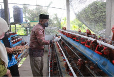 Berkah Madani Farm Perkuat Ketahanan Pangan dan Ekonomi Masyarakat