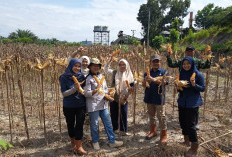 Dukung Kemandirian Pangan, PTPN IV Regional IV Kebun Tanjung Lebar Sukses Gelar Panen Jagung Tahap II