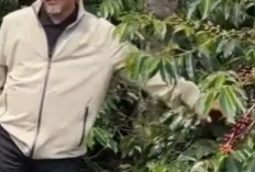 Region Head PTPN IV Regional IV Pantau Konsistensi Mutu dan Produktivitas Kopi di Kebun Kayu Aro