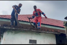 Geger! Ular Sanca 3,5 Meter Nongol di Dinding Rumah Warga Jambi, Damkar Turun Tangan