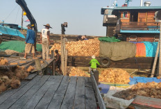 Harga Kelapa Dalam Terus Merosot, Petani Tanjabtim Kian Tertekan