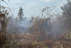 Karhutla di Sungai Gelam Belum Padam, Tim Gabungan Kerahkan Pemadaman Darat dan Udara