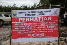 Stokpile PT. Gelora Sukses Bersama di Tenam Ditutup Sementara:Belum Punya Izin Persetujuan Lingkungan Lengkap