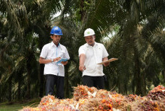 PalmCo Targetkan Ratusan Sertifikasi Kompetensi Karyawan Demi Dongkrak Daya Saing Sawit Nasional