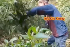 Harga Cabai Terpuruk di Kerinci, Petani Terpaksa Tebang Tanaman