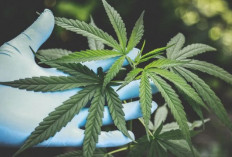 Bea Cukai dan BNN Bongkar Modus Penyelundupan 3,37 Ton Ganja Thailand dalam Koper dan Matras Lateks