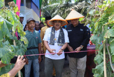 Bupati Anwar Sadat dan Wabup Katamso Puji Inovasi Panen Melon Kuala Dasal yang Tembus Pasar Nasional