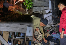 Sering Rusak Rumah Warga, Teror Beruang di Sanggaran Agung Kerinci Kian Menakutkan