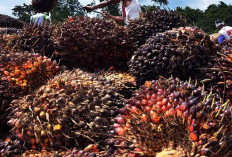 Harga TBS Sawit Pasaman Barat Per 26 Juni 2026, Tertinggi Rp3.754/Kg, Terendah Rp3.085/Kg, Ini Daftarnya