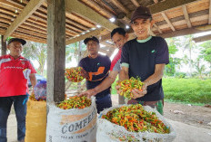 Stabilkan Harga Cabai Nasional, Kementan Gandeng Jejaring Champion Perkuat Distribusi Sentra Produksi