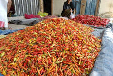 Harga Cabai di Mataram Capai Rp70.000 Per Kilogram 