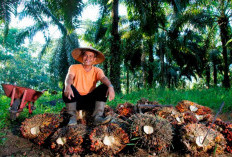 Harga Sawit Sempat Tertekan, PTPN IV PalmCo Jaga Serapan TBS Petani Sesuai Aturan