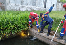 Warga Jelutung Heboh! Seekor Buaya Muncul di Permukiman, Damkar Kota Jambi Gerak Cepat Evakuasi