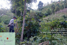 BBTNKS Turunkan Tim, Jejak dan Video Harimau di Ujung Ladang Kerinci Picu Kewaspadaan