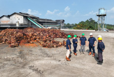 Harga TBS Sawit Dharmasraya 12 Agustus 2026, Brondolan Sawit Tembus Rp3.950/Kg, Berikut Rinciannya