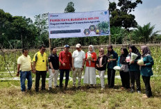 Pendampingan Perkuat Potensi Hortikultura KWT Kirana Tani Menuju Pasar Modern