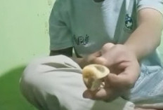 Buah Sudah Busuk, Warga Sorot MBG di Siulak