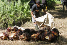 Harga TBS Sawit Dharmasraya 25 Agustus 2026, Tertinggi Rp3.942/Kg, Terendah Rp3.265/Kg, Berikut Rinciannya