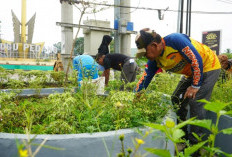 Turunkan Alat Berat, Pemkab Merangin Goro Massal di Tiga Titik