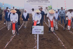 Dukung Swasembada Pangan, PTPN IV Regional IV Gelar Penanaman Perdana Pilot Project Kedelai 1.000 Ha di Tebo
