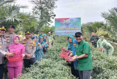 Panen Perdana Metode Tumpang Sari, Bupati Hurmin Sebut Dukung Astacita Presiden